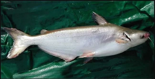 Loại cá "đại gia" giá 500.000 đồng/kg, rất ngon và hiếm, là đặc sản Nam Bộ - 3
