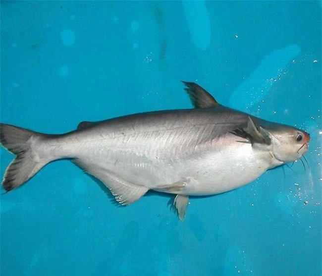 Loại cá "đại gia" giá 500.000 đồng/kg, rất ngon và hiếm, là đặc sản Nam Bộ - 4