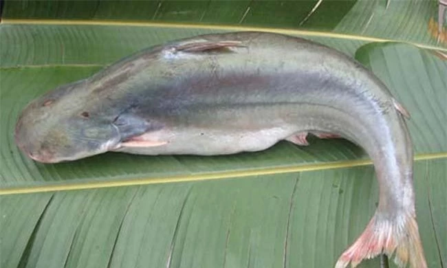 Loại cá "đại gia" giá 500.000 đồng/kg, rất ngon và hiếm, là đặc sản Nam Bộ - 9