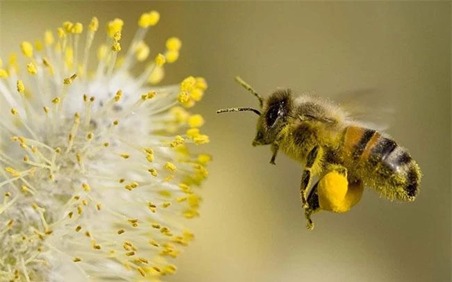 Loại mật ong có màu trắng lạ, giá lên tới 500.000 đồng/lít, là sản vật nổi tiếng 1 vùng - 1