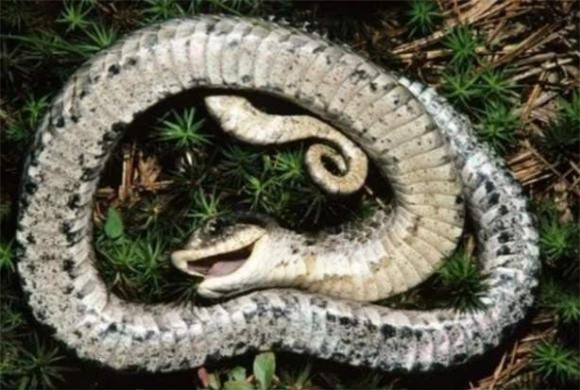 ran-chet (1).jpg 0 rắn, rắn giả vờ chết,