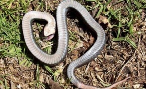 ran-chet (1).jpg 1 rắn, rắn giả vờ chết,