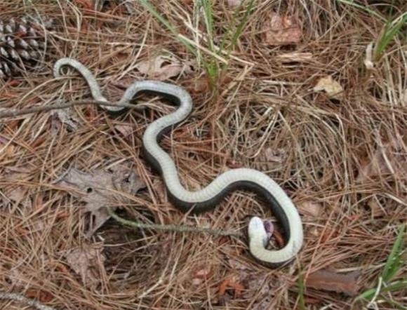 ran-chet (1).jpg 2 rắn, rắn giả vờ chết,