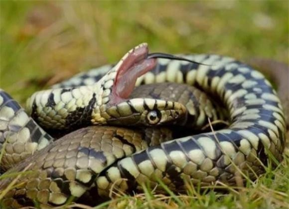 ran-chet (1).jpg 3 rắn, rắn giả vờ chết,