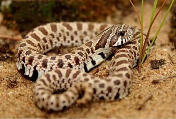 ran-chet (1).jpg 4 rắn, rắn giả vờ chết,