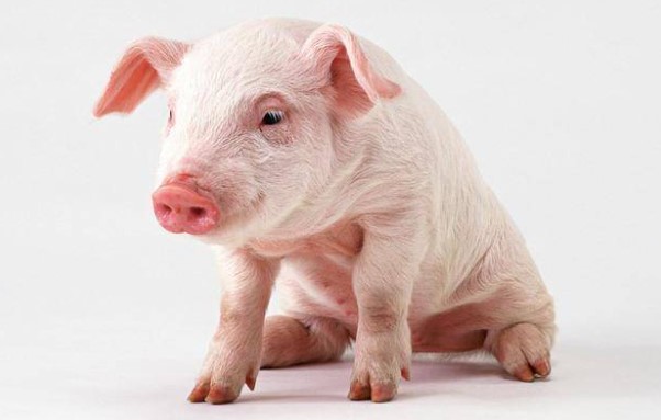 Nh&#x1EEF;ng b&#x1ED9; ph&#x1EAD;n tr&#xEA;n c&#x1A1; th&#x1EC3; con l&#x1EE3;n m&#xE0; chuy&#xEA;n gia khuy&#xEA;n n&#xEA;n &#x103;n &#xED;t l&#x1EA1;i: Nhi&#x1EC1;u ng&#x1B0;&#x1EDD;i t&#x1B0;&#x1EDF;ng &quot;b&#x1ED5;&quot; n&#xEA;n th&#x1EA5;y l&#xE0; mua ngay