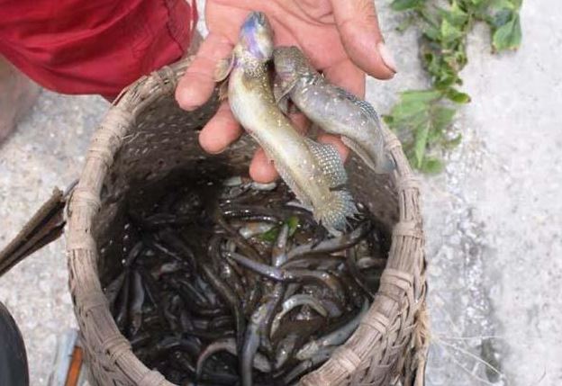 Loài cá biết leo cây và 'chạy bộ', thịt rất ngon, là đặc sản trứ danh Thanh Hóa, giá 200.000 đồng/kg