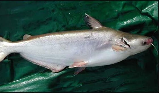 Loại cá 'đại gia' giá 500.000 đồng/kg, rất ngon và hiếm, là đặc sản Nam Bộ