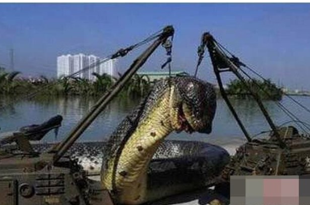 Bí ẩn về trăn Titan cổ đại, tuyệt chủng 60 triệu năm trước, là loài rắn lớn nhất thế giới chưa được giải mã