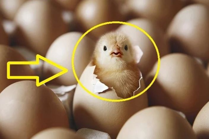 Quả trứng có trước hay con gà có trước? Đây chính là câu trả lời chính xác nhất