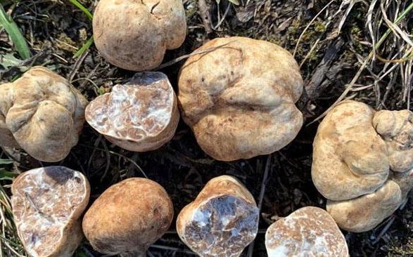 Món được ví là 'kim cương' trong giới thực phẩm, từng được đấu giá lên tới 7.8 tỷ đồng/1.5kg