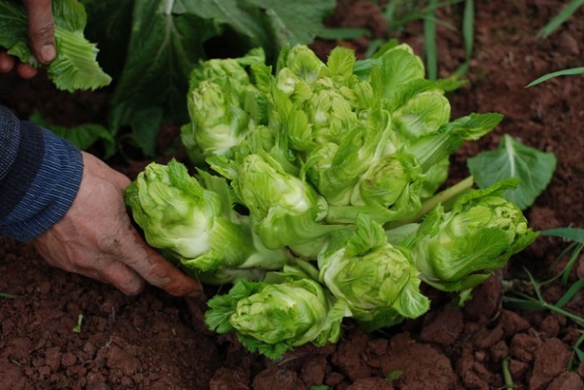 Loại rau xưa chỉ người nghèo ăn, giờ thành đặc sản nổi tiếng được người thành phố "săn lùng", 75.000 đồng/kg