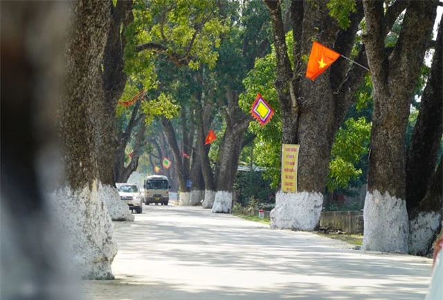 Hang-cay-xa-cu-co-thu-tram-tuoi-o-thanh-hoa-di-san-viet-nam-cay-cao-nhat-bang-toa-nha-10-tang-9