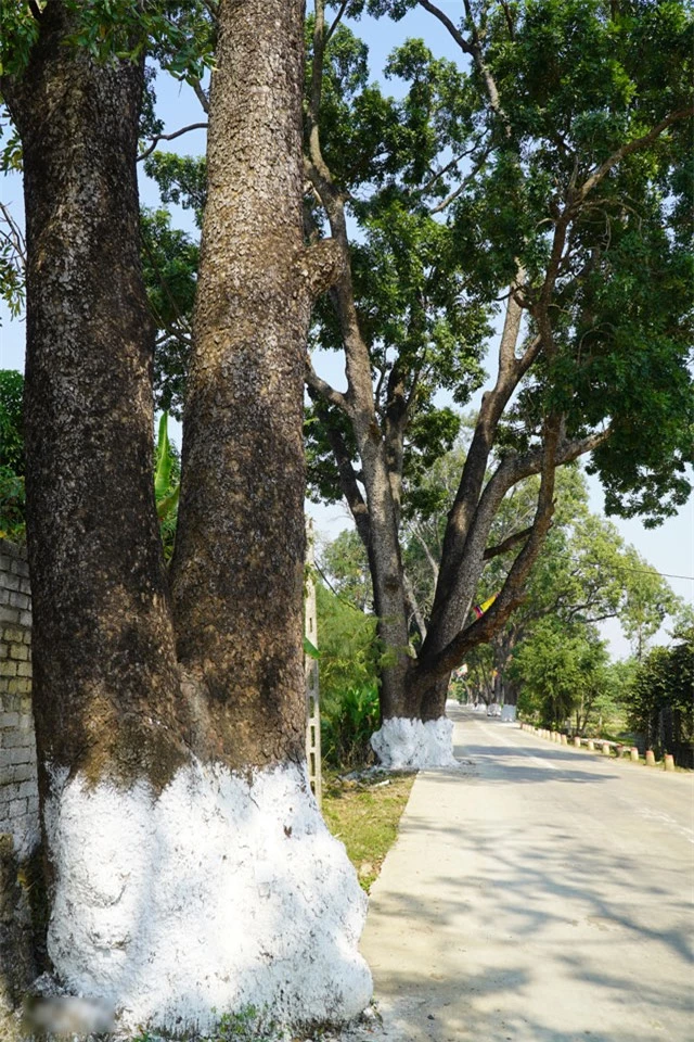 Hang-cay-xa-cu-co-thu-tram-tuoi-o-thanh-hoa-di-san-viet-nam-cay-cao-nhat-bang-toa-nha-10-tang-11