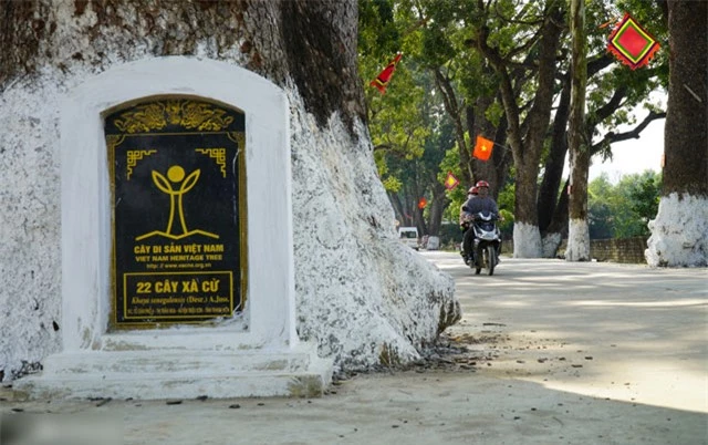 Hang-cay-xa-cu-co-thu-tram-tuoi-o-thanh-hoa-di-san-viet-nam-cay-cao-nhat-bang-toa-nha-10-tang-14