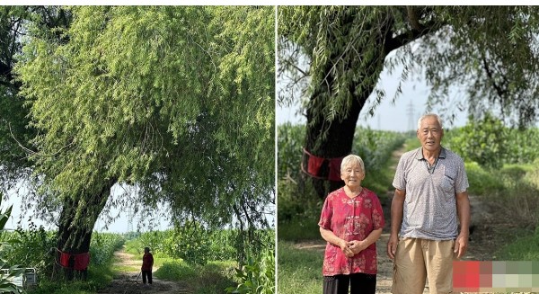 Cây cổ thụ hàng trăm năm tuổi được 5 thế hệ người dân bảo vệ: Trả giá bao nhiêu tiền cũng không bán