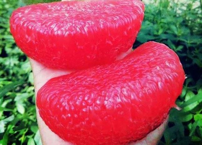 Qu&#x1EA3; c&#xF3; ru&#x1ED9;t &#x111;&#x1ECF; nh&#x1B0; m&#xE1;u gi&#xE1; 200.000 &#x111;&#x1ED3;ng/qu&#x1EA3;, n&#x1B0;&#x1EDB;c l&#xE1;ng gi&#x1EC1;ng tr&#x1ED3;ng r&#x1EA5;t nhi&#x1EC1;u, nh&#x1EAD;p v&#x1EC1; bao nhi&#xEA;u h&#x1EBF;t b&#x1EA5;y nhi&#xEA;u