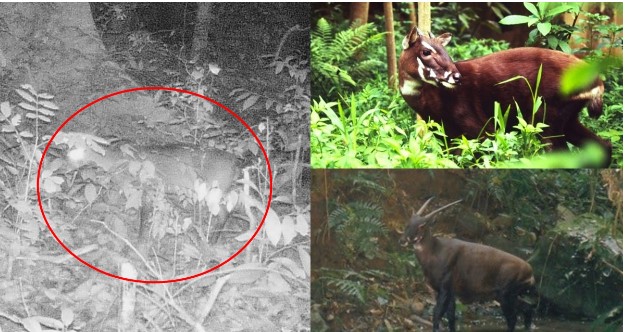 EU cấp tốc cùng Việt Nam bảo tồn loài thú cổ đại cực quý hiếm, nguy cơ tuyệt chủng cao nhất thế giới