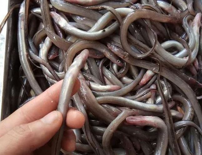 Cá này nhìn như “cọng tre”, khắp cơ thể toàn là sụn, thưởng thức một lần là nhớ mãi, giá bán 150.000 đồng/kg