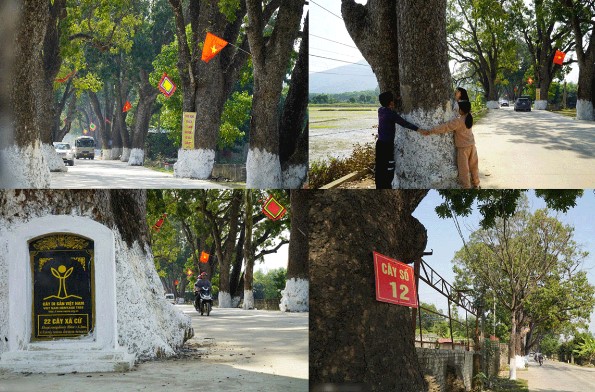 Hàng cây xà cừ cổ thụ trăm tuổi ở Thanh Hóa - di sản Việt Nam: Cây cao nhất bằng tòa nhà 10 tầng