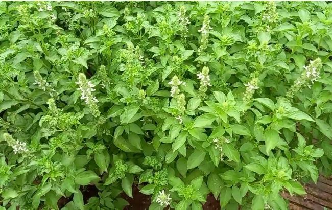 Loại lá trước chả ai để ý, giờ được dân thành phố "săn lùng" vì làm lẩu gà quá ngon, giá 100.000 đồng/kg