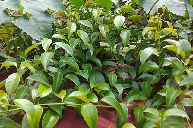 Thứ lá này giá 100.000 đồng/kg, chỉ mọc tự nhiên chứ không trồng, có vị chua mát ăn rất ngon