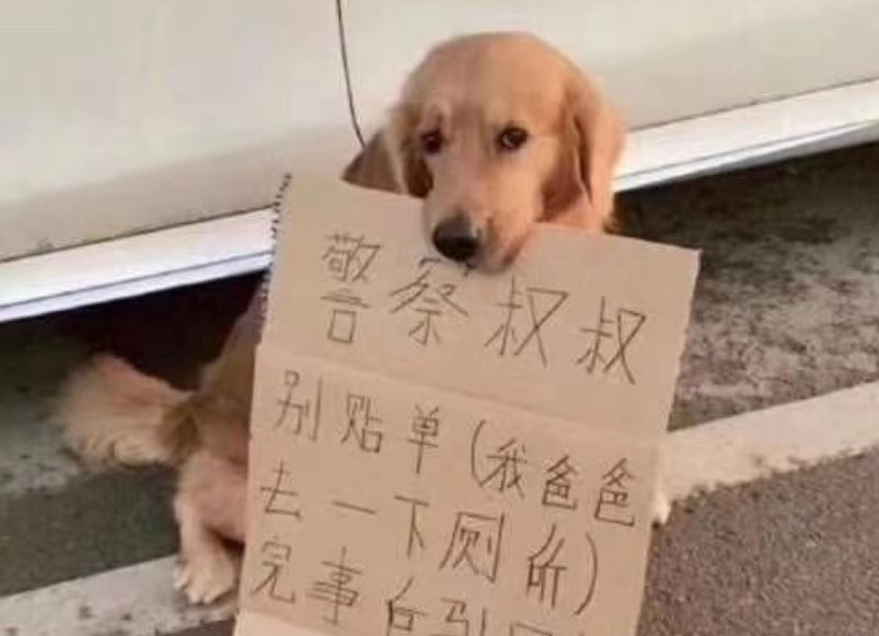 Thấy chó Golden đứng lì cạnh xe ô tô, cô gái cười nghiêng ngả khi đọc nội dung tờ bìa trong miệng nó