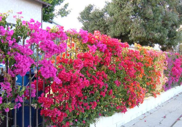 Ai thuộc tuổi này trồng hoa giấy như cá Chép hóa Rồng: Kinh doanh đắc tài, chẳng thiếu tiền xài