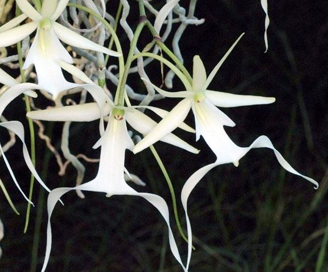 Loài hoa có giá lên đến 53 tỷ đồng, mang một vẻ đẹp đầy ma mị, trên Thế giới chỉ còn khoảng 3000 cây