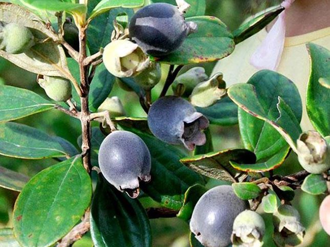 Thứ quả dại trước không ai để ý, giờ dân buôn ngày bán cả tạ vẫn hết, giá 30.000 đồng/kg