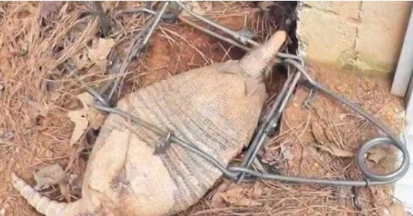 Người đàn ông giăng bẫy kẻ bắt trộm gà nhưng lại tóm được 'sinh vật lạ', chuyên gia trông khá nghiêm trọng khi thấy nó