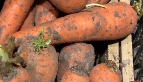 Hôm nay mình mới biết có ba loại cà rốt không mua được cũng không nên ăn, nhiều người chưa để ý