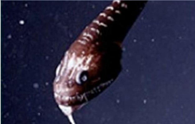 Những sinh vật dưới đáy biển sâu khủng khiếp và đáng sợ