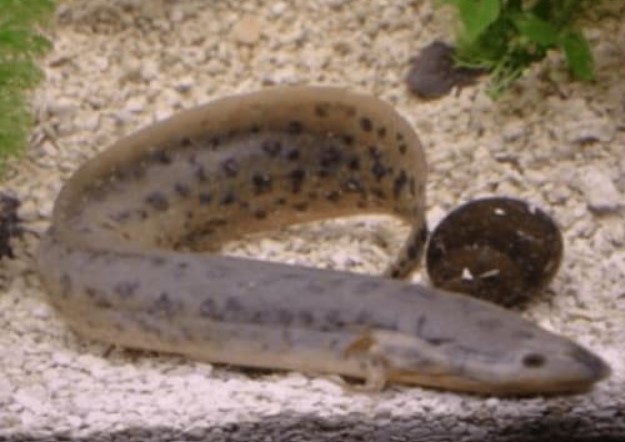 Loài cá 'ngoan cường' nhất thế giới, có thể sống 4 năm mà không cần ăn uống trên sa mạc cực kỳ khô cằn