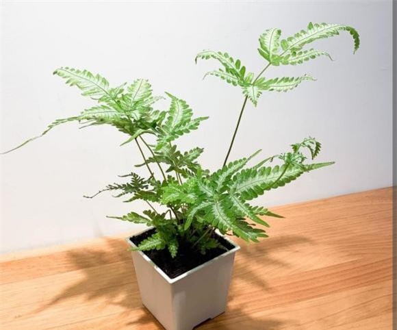 co-canh (1).jpg 0 cây cỏ, cây cảnh, cây cảnh dại