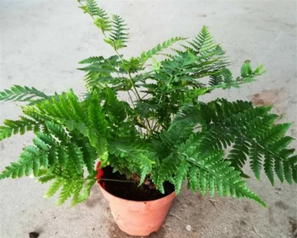 co-canh (1).jpg 1 cây cỏ, cây cảnh, cây cảnh dại