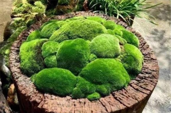 co-canh (1).jpg 6 cây cỏ, cây cảnh, cây cảnh dại