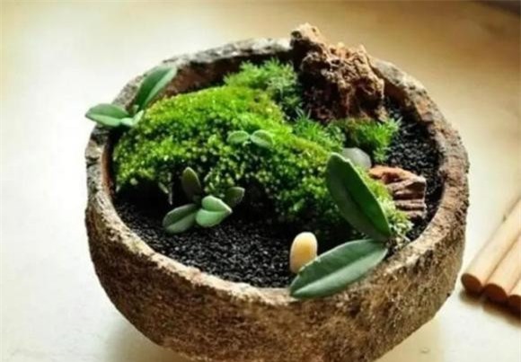 co-canh (1).jpg 7 cây cỏ, cây cảnh, cây cảnh dại