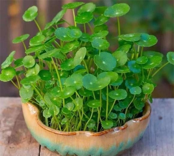 co-canh (1).jpg 8 cây cỏ, cây cảnh, cây cảnh dại