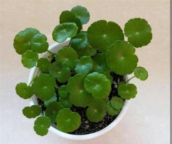 co-canh (1).jpg 9 cây cỏ, cây cảnh, cây cảnh dại