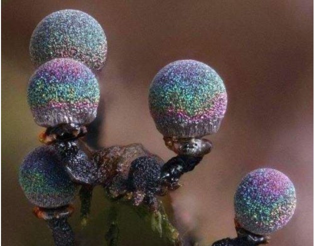 Thực vật thú vị: Nấm thạch anh tím - một trong những loài nấm đẹp nhất trên thế giới