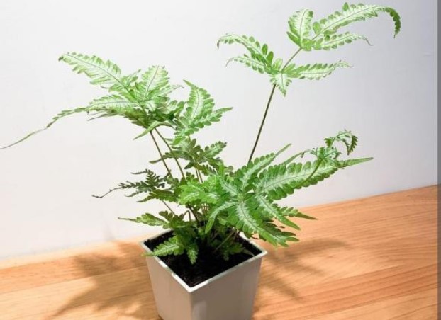 4 loại 'cỏ dại' thông dụng, được đào về làm bonsai, đẹp mỹ miều