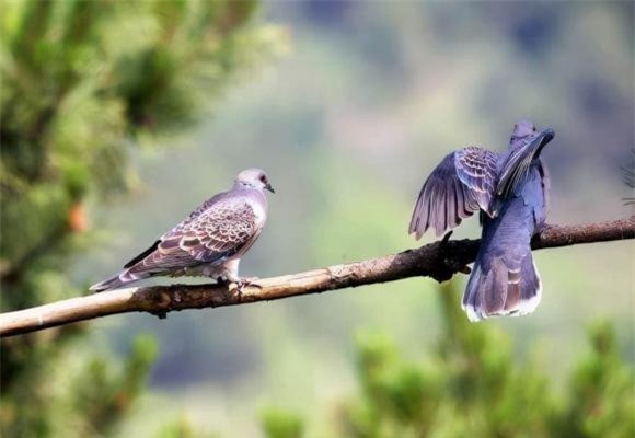 con-chim (1).jpeg 0 chim én, chim sẻ, chim tốt, loài chim