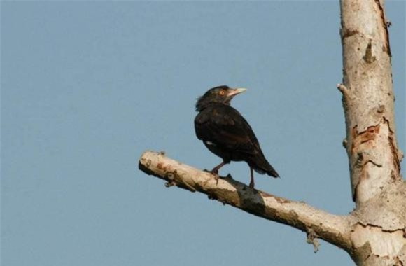 con-chim (1).jpeg 1 chim én, chim sẻ, chim tốt, loài chim