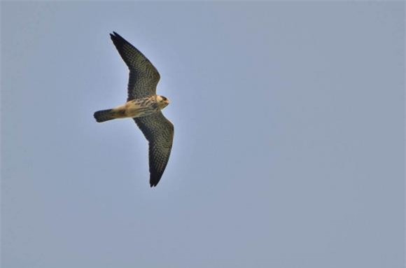 con-chim (1).jpeg 2 chim én, chim sẻ, chim tốt, loài chim