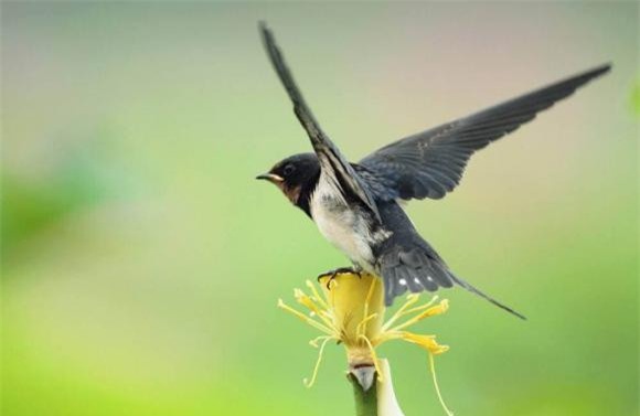 con-chim (1).jpeg 3 chim én, chim sẻ, chim tốt, loài chim