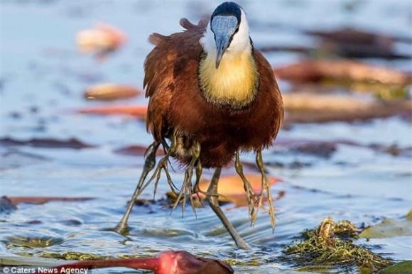 ga-loi-nuoc (1).jpg 1 gà lôi nước, African jacana bird, khám phá thiên nhiên