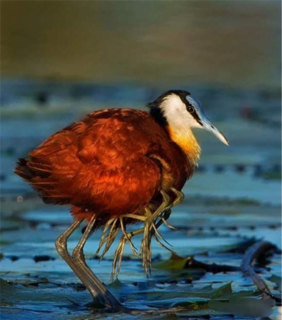 ga-loi-nuoc (1).jpg 2 gà lôi nước, African jacana bird, khám phá thiên nhiên