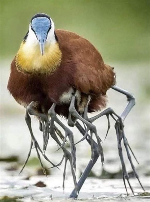 ga-loi-nuoc (1).jpg 3 gà lôi nước, African jacana bird, khám phá thiên nhiên