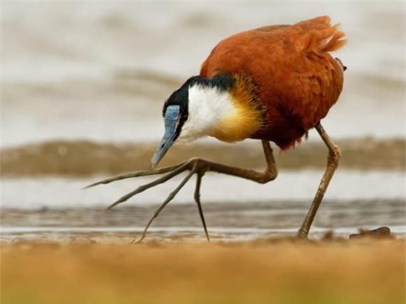 ga-loi-nuoc (1).jpg 0 gà lôi nước, African jacana bird, khám phá thiên nhiên